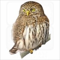 Northern Pygmy Owl illustration