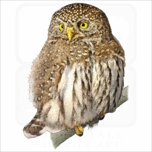 Northern Pygmy Owl illustration