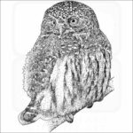 Northern Pygmy Owl