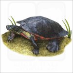 Northern Red-Bellied Cooter illustration