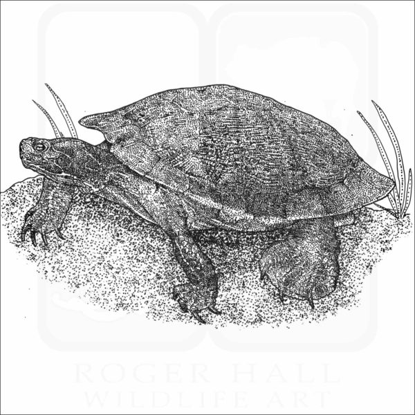 Northern Red-Bellied Cooter