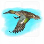 Northern Shoveler illustration
