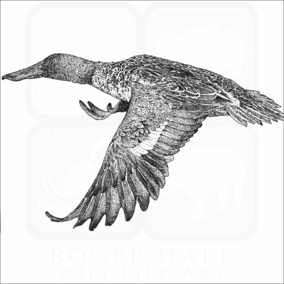 Northern Shoveler