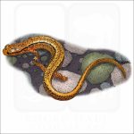 Northern Two-Lined Salamander illustration