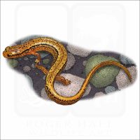 Northern Two-Lined Salamander illustration
