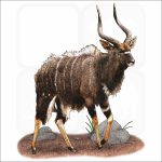 Nyala illustration