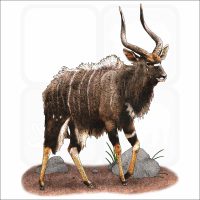 Nyala illustration