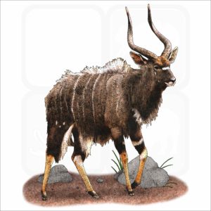 Nyala illustration