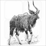 Nyala