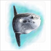 Ocean Sunfish illustration