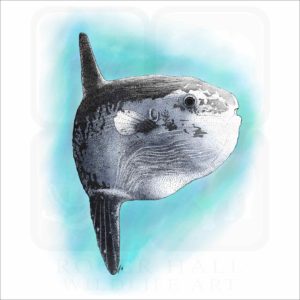 Ocean Sunfish illustration
