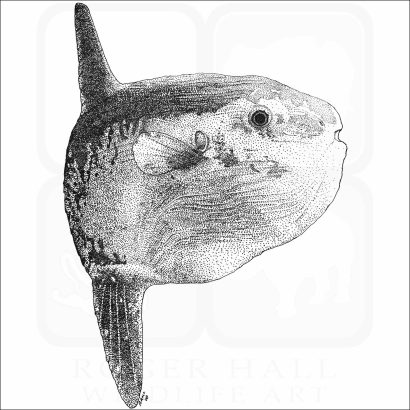 Ocean Sunfish