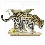 Ocelot illustration