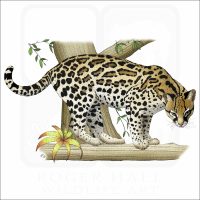 Ocelot illustration