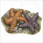 Ochre Sea Stars illustration