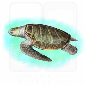Olive Ridley Sea Turtle illustration