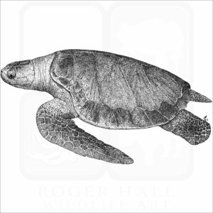 Olive Ridley Sea Turtle