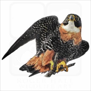 Orange-Breasted Falcon illustration