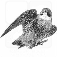 Orange-Breasted Falcon