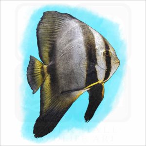Orbicular Batfish illustration