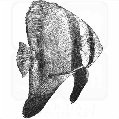 Orbicular Batfish