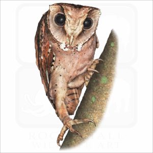 Oriental Bay Owl illustration