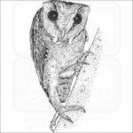Oriental Bay Owl