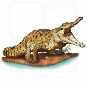 Orinoco Crocodile illustration