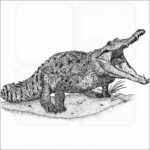 Orinoco Crocodile