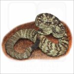 Eastern Black-Tailed Rattlesnake illustration