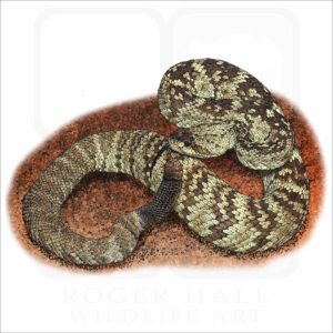Eastern Black-Tailed Rattlesnake illustration