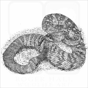 Eastern Black-Tailed Rattlesnake