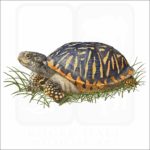 Ornate Box Turtle illustration