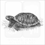 Ornate Box Turtle