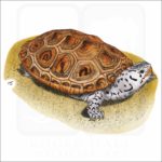 Ornate Diamondback Terrapin illustration