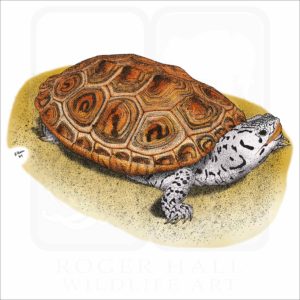 Ornate Diamondback Terrapin illustration