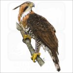 Ornate Hawk-Eagle illustration