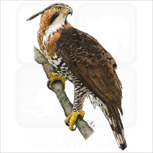 Ornate Hawk-Eagle illustration
