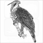 Ornate Hawk-Eagle
