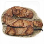 Osage Copperhead illustration
