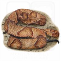 Osage Copperhead illustration