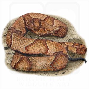 Osage Copperhead illustration