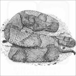 Osage Copperhead