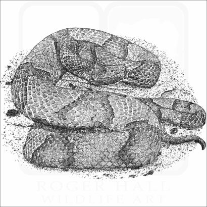Osage Copperhead