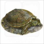 Ouachita Map Turtle illustration
