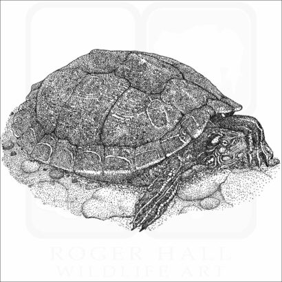 Ouachita Map Turtle