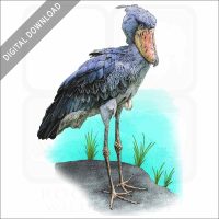 Shoebill stock image