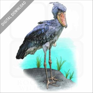 Shoebill stock image