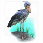 Shoebill illustration