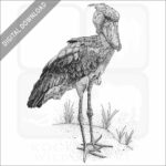 Shoebill